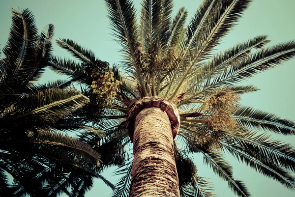 Palm δέντρα vintage φωτογραφία Εικόνα Αρχείου