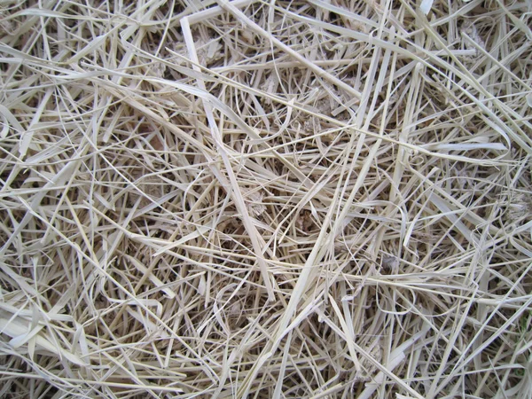 stock image Dry Hay Texture