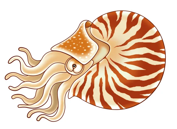 stock image Nautilus