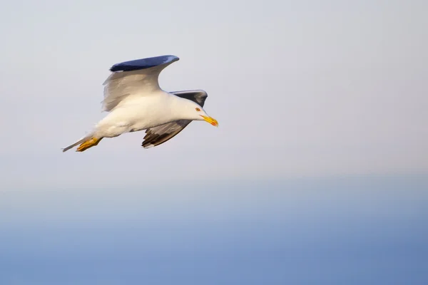 Sea gull — Stock Photo, Image