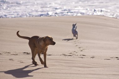 plajda oynayan köpekler