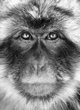 Black and white monkey portrait clipart
