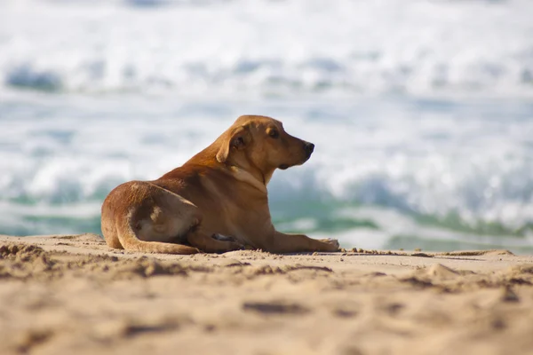 Hunden vila vid sandstrand. — Stockfoto