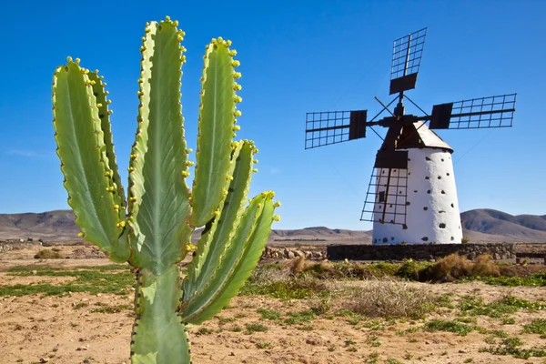 Kaktus a tradiční větrný mlýn na fuertaventura — Stock fotografie