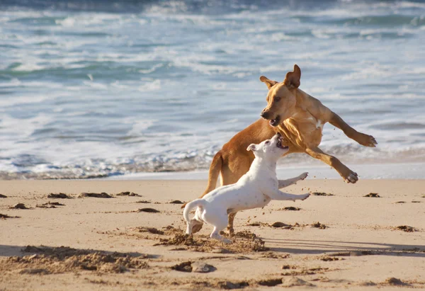 Hundar som leker på stranden — Stockfoto