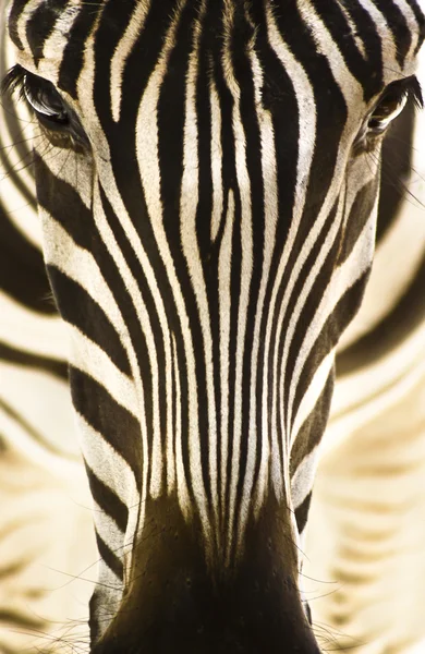 Retrato de uma zebra — Fotografia de Stock