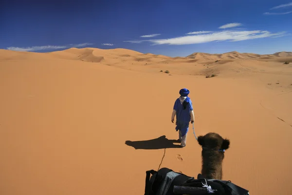 Vasta aventura camello desierto —  Fotos de Stock