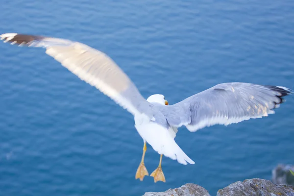 stock image Sea gull