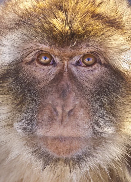 Retrato de mono — Foto de Stock