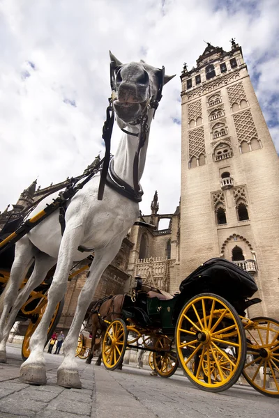 Sevilla - Coche de caballos turístico — Foto de Stock