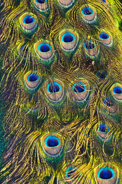 Färgglada påfågel fjäder — Stockfoto