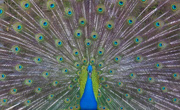 Peacock showing off — Stock Photo, Image
