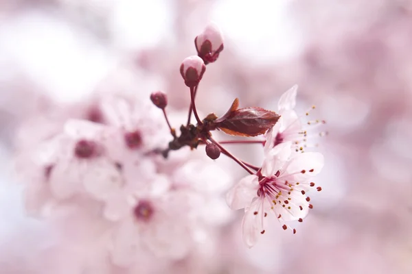 Blooming fruit tree — Stock Photo, Image