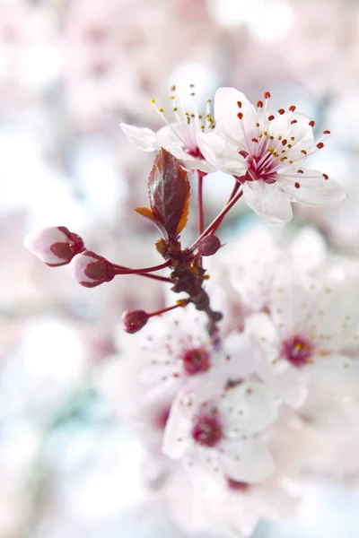 Virágzó gyümölcsfa — Stock Fotó