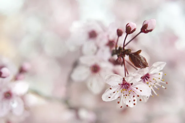 꽃피는 과일나무 — 스톡 사진