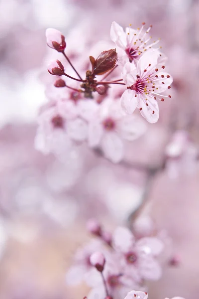 Blühender Obstbaum — Stockfoto