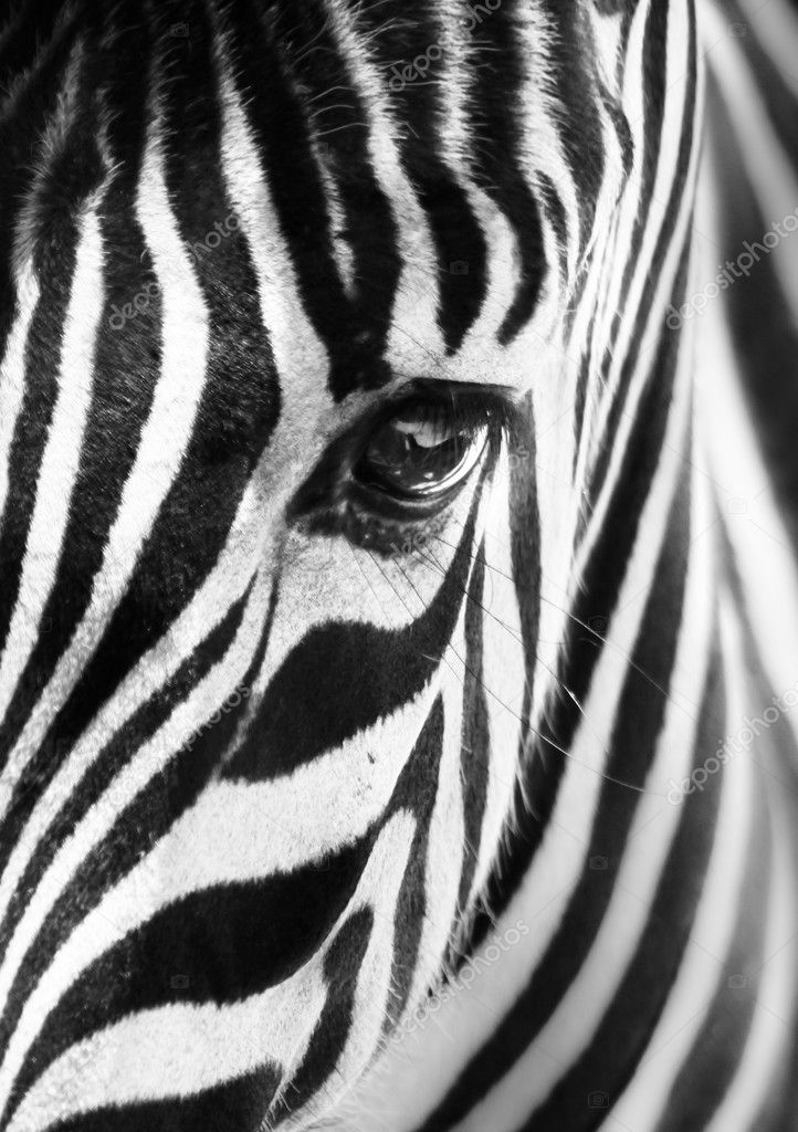 Portrait of a zebra