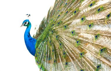 Colorful Peacock in Full Feather. clipart