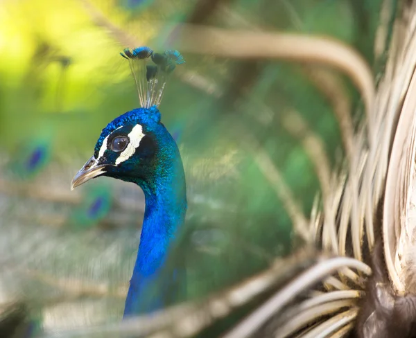 Kleurrijke peacock in volledige veer. — Stockfoto