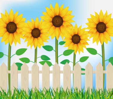 Sunflower background clipart