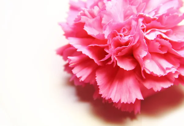 Clavel rosa —  Fotos de Stock