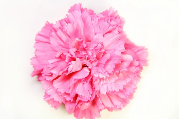 stock image Pink carnation