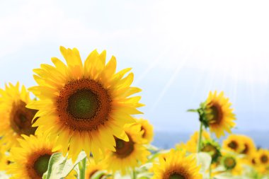 Sunflower field with sunshine clipart