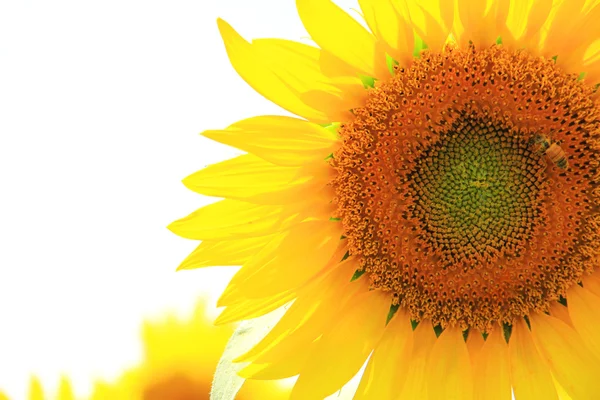 Close up of sunflower with bee — Stock Photo, Image