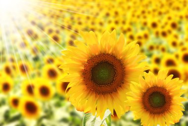 Field of beautiful sunflowers with sunlight clipart