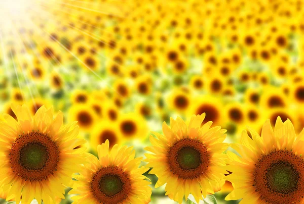 Field of beautiful sunflowers with sunlight — Stock Photo, Image