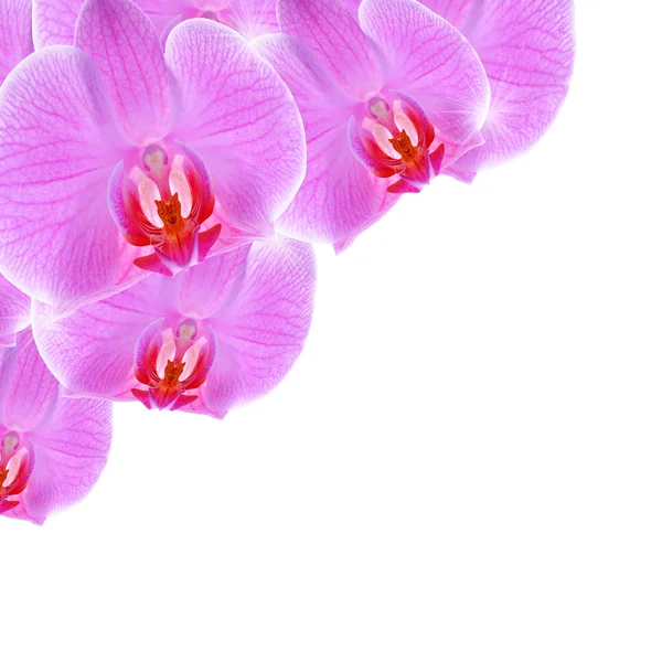 Vackra lila orkidé blomma på en vit — Stockfoto