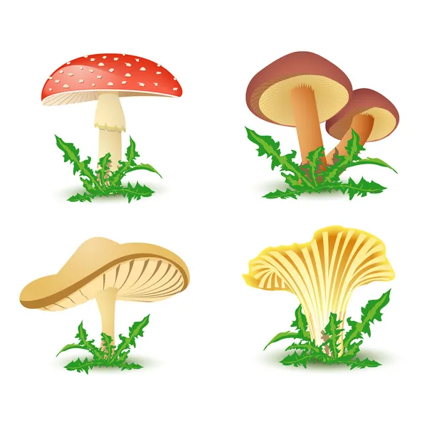 Mushrooms vector — Stock Vector