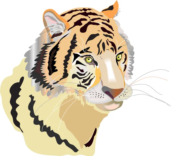 stock image Head of tiger