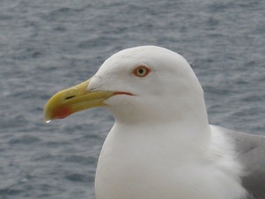 Martı'nın baş