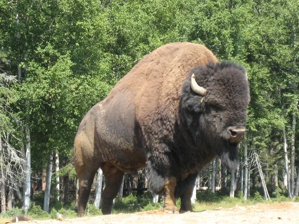 Buffalo — Stock Photo, Image
