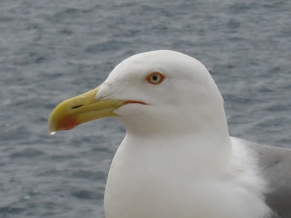 Stock image Gull's head