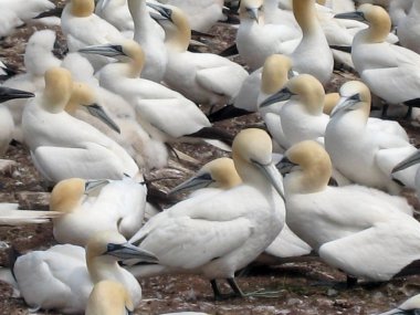 Kuzey gannets