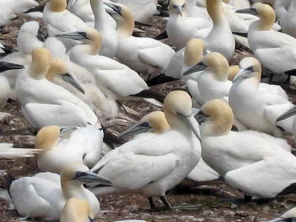 stock image Northern gannets