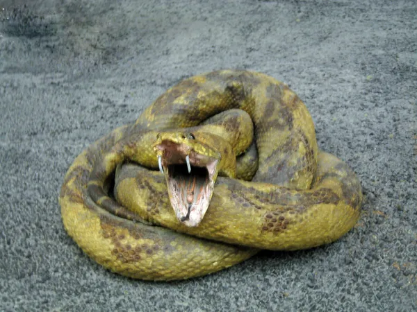 Zwinięty wąż Zdjęcie Stockowe
