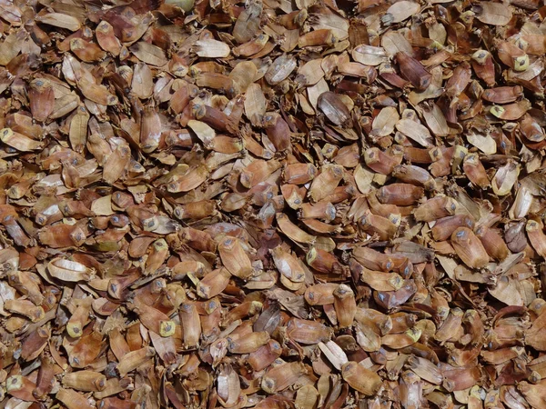 stock image Pine's cones