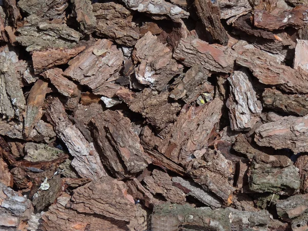 Pine's bark texture — Stock Photo, Image