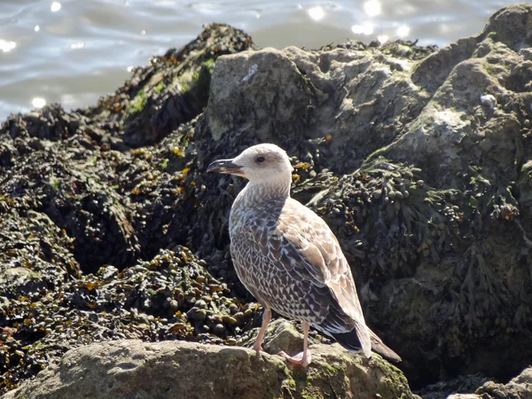 stock image Herring gull