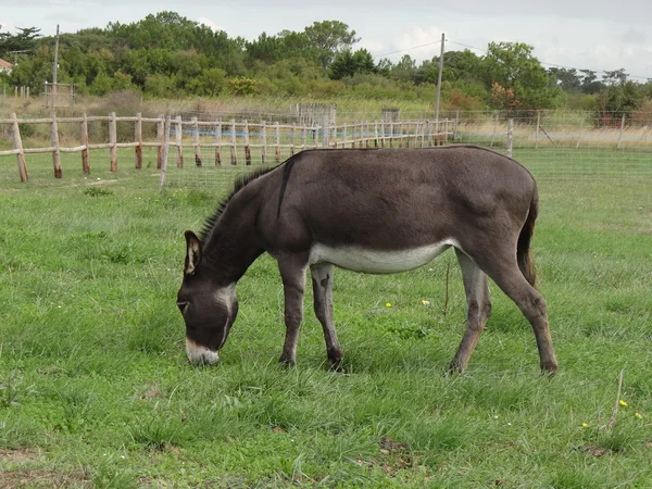 stock image Donkey eating grass