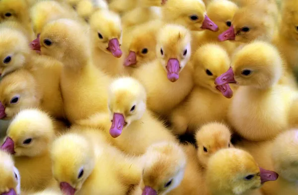 Ducklings. Stock Photo