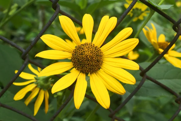 stock image Yellow camomiles.