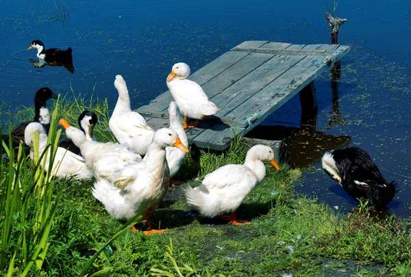 Flight of ducks. — Stock Photo, Image