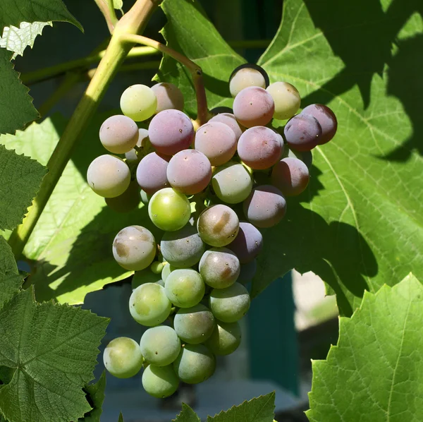 Repining grapes. — Stock Photo, Image