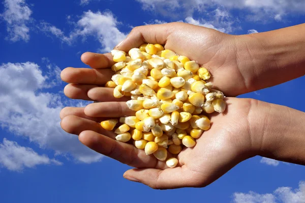 Зерна кукурудзи . — стокове фото