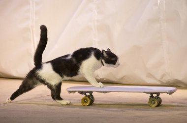 A cat with a skateboard