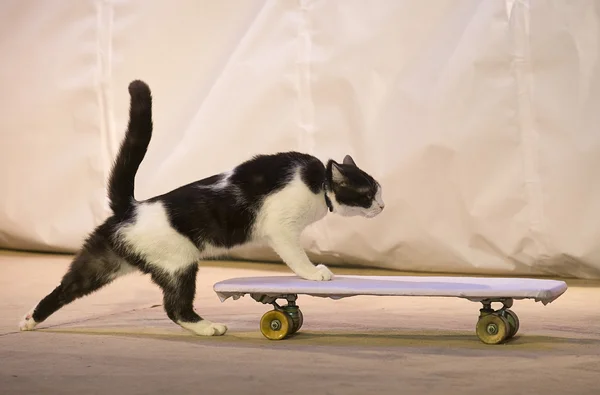 Eine Katze mit einem Skateboard — Stockfoto